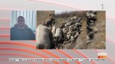 Stotine uginulih svinja u Padinskoj skeli - ekološka katastrofa ili lažna informacija? VIDEO