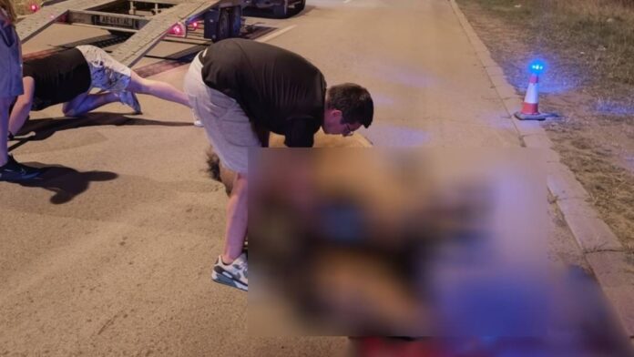 Stradala kobila u nezgodi u Nišu, iz „Zoo planeta“ apeluju da se reši problem šetanja konja na putevima
