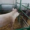 Strah za životnu sredinu u Španiji zbog ogromnog broja svinja 