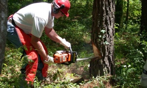 Strahota: Drvo ubilo staricu, policija ispituje drvoseču