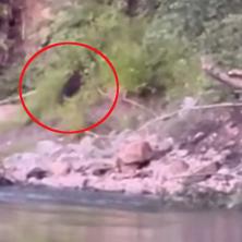 Strašna scena na obali Ibra! Divlja zver se spustila sa mladuncima na reku, ribolovci gledali u čudu - odmah izdat apel građanima (VIDEO)