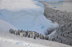 Strašna slika sa Antartika: Hiljade pingvina nestalo u moru