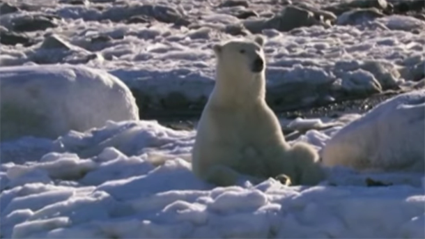 Strašne vesti: Uskoro izumiru polarni medvedi?