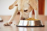 Stručnjaci: Hranilice za pse kriju bakterije koje mogu biti fatalne