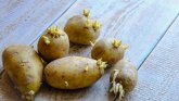 Stručnjaci apeluju: Nije bezbedno jesti proklijali krompir – može biti opasan po zdravlje