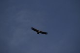 Struja ubila finskog orla u Grdeličkoj klisuri FOTO