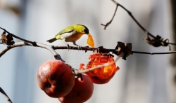 Studija o fosilima pruža dokaze o prvim pticama koje su jele voće
