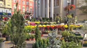Subotica: Otvoren Sajam cveća – najtraženije zimzeleno bilje