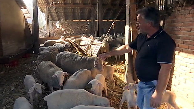 Subvencije uteruju ovce u mačvanske torove