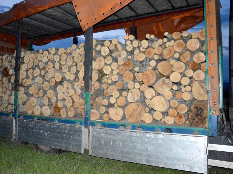 Šumska krađa u Surdulici, u kamionu ogrevno drvo vredno preko 1.000 evra