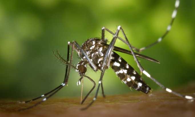Supermalarija besni u Aziji, alarmantna globalna pretnja