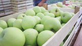 Suša i mraz prepolovili rod jabuka: Umesto 12 tona, u gajbice sam stavio samo pet FOTO