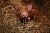 Šuška se: Diže se farma za 70.000 svinja, čije su?