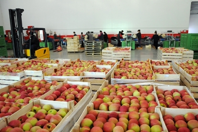 Sutra stupa na snagu zabrana izvoza jabuka u Rusiju