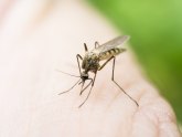 Sutra suzbijanje komaraca na NBG, Voždovcu i u Zemunu