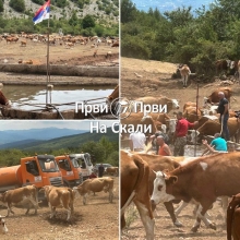 Suva Planina: Po cetiri cisterne dnevno 15 dana za spas zivotinja