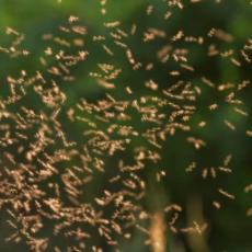 Suzbijanje komaraca u Beogradu i za dane vikenda