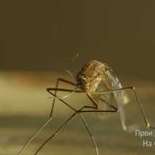 Suzbijanje larvi i odraslih komaraca 24. maja