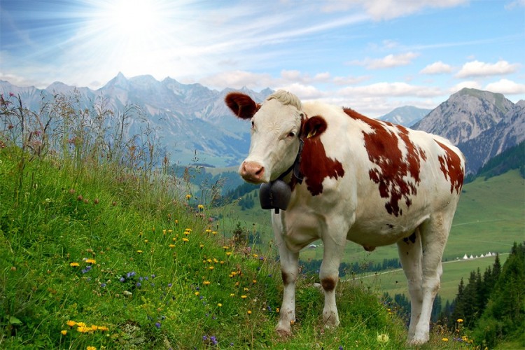 Švajcarski stočari sa rogatim kravama neće dobiti subvencije