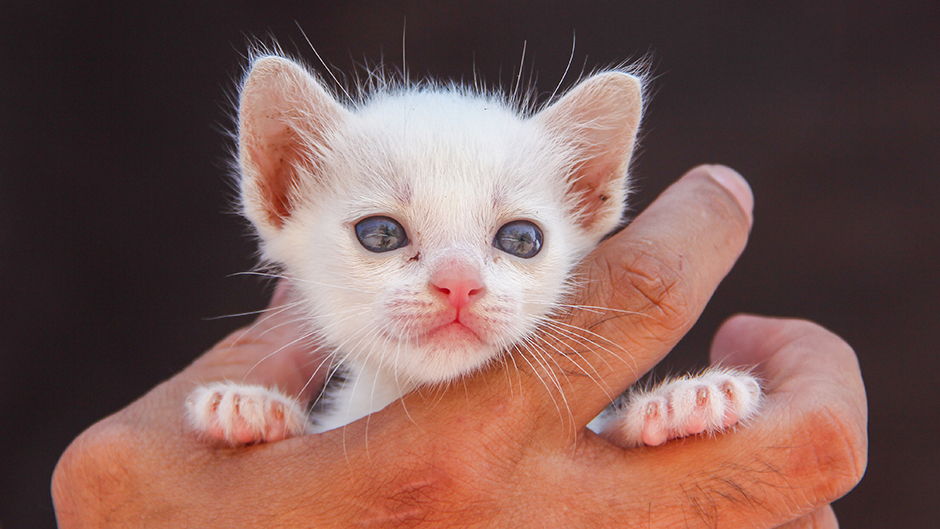 Sve mace se rađaju sa plavim očima