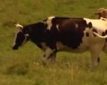 Sve manje goveda na Staroj planini (VIDEO)