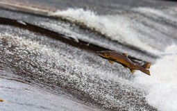 
					Sve manji broj lososa vraća se u reke Severne Amerike 
					
									