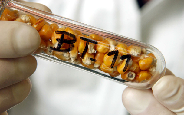 Sve što vas je ikada zanimalo o GMO, a niste imali vremena da guglate