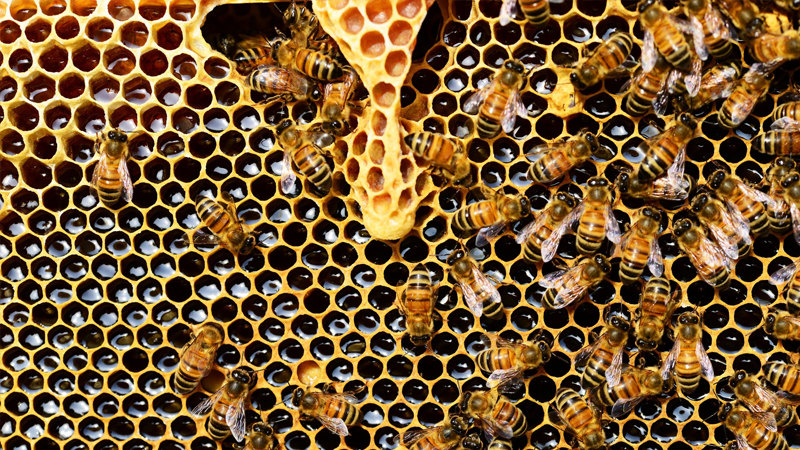 Sve veća ugroženost pčela (AUDIO)