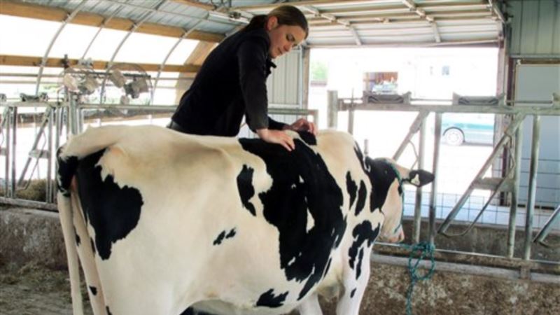 Sve više dokaza da srećne krave daju više mleka