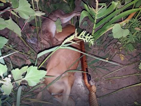 Sve više lovokradica na području Bijeljine: Za ubijenog srndaća kazna ZATVOR