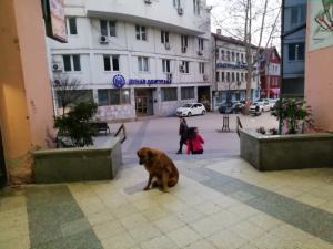 Sve više napuštenih pasa u Vranju, institucionalno rešenje na dugom štapu