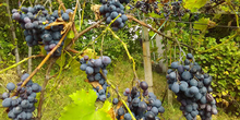 Sve više vinara u Srbiji