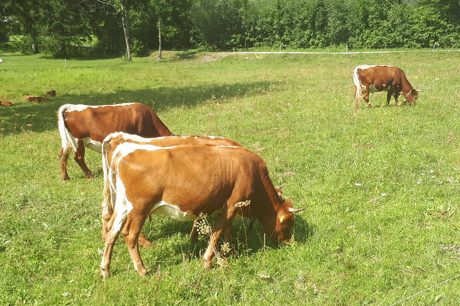 Šveđanka u Beogradu: Srbi, zašto uvozite krompir?