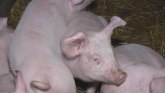 Švercovao prasiće, ali uhvaćen kod Čačka: Prevozio svinje iz područja zaraženog afričkom kugom
