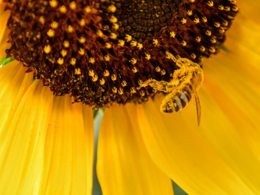 Svetski dan pčela, postaju ugrožena vrsta - Srbija prva zemlja u svetu po broju košnica po glavi stanovnika