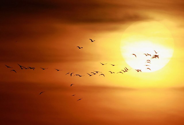 Svetski dan ptica selica: Prelaze čak 90.000 kilometara tokom celog ciklusa seobe