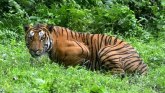 Svetski dan tigrova: Zabeležen porast broja tigrova u Indiji