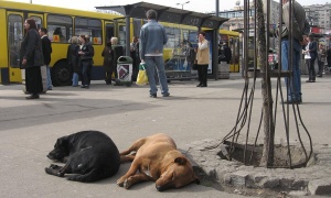 Svi se pitaju šta se ovo događa u glavnim beogradskim ulicama! (FOTO)