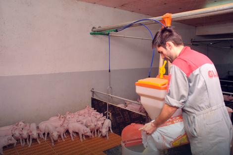 Svinjogojci u Semberiji traže veće podsticaje: Uzgoje 60.000 svinja za mesnu industriju