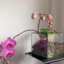 TAJNI RASTVOR - Orhideji prija više nego voda, evo kako naterati ovu sobnu lepoticu da PONOVO PROCVETA