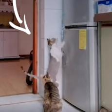TALENTOVANI LOPOVI! Ove mačke znaju da se kriju grickalice, i kako doći do njih! (VIDEO)