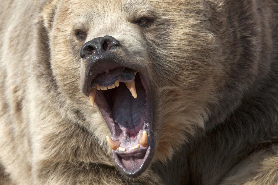 TO MOŽE SAMO LUDI RUS: Iznabadao medveda u šumi
