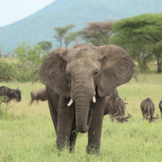 TRAGEDIJA U ZOOLOŠKOM VRTU: Slon podivljao i napao drugog slona, ubio ga na licu mesta (VIDEO)