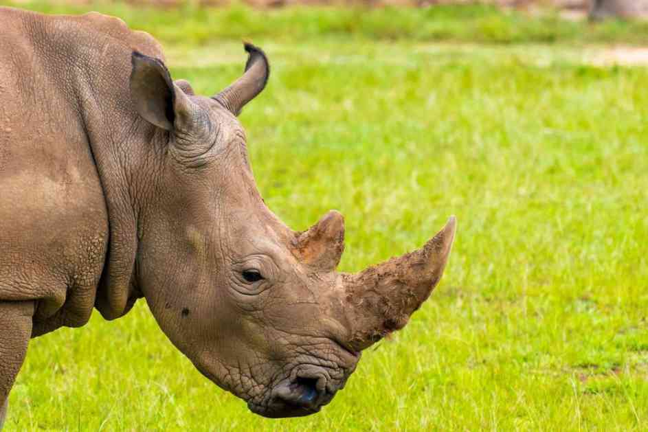 TRAGIČAN KRAJ JEDNE VRSTE: Uginuo poslednji mužijak severnog belog nosoroga! Žive još samo 2 ženke!
