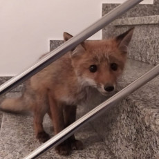 TROMESEČNA LISICA ŠOKIRALA STANARE: Divlja životinja pronađena UPLAŠENA u hodniku zgrade, po sebi imala rane (FOTO)