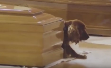 TUGUJE ZA PRIJATELJEM: Pas odbija da napusti kovčeg svog vlasnika koji je poginuo u zemljotresu