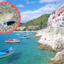 UPOZORENJE ZA TURISTE U GRČKOJ: Najotrovnije ribice na Balkanu preplavile ovu regiju! Ukoliko vas ubode nastaje HAOS