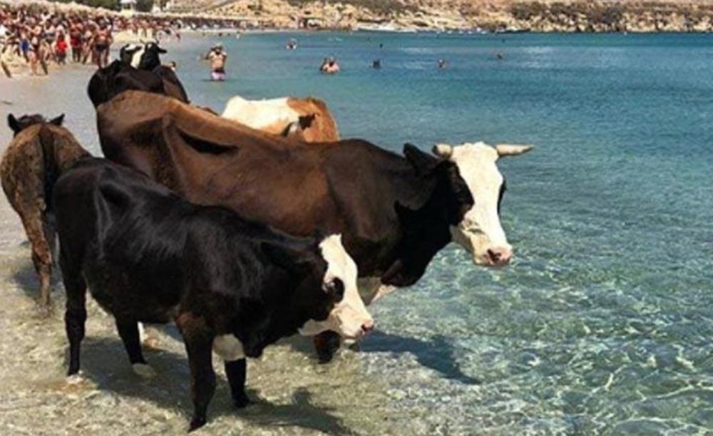 TURISTI NISU MOGLI DA VERUJU SVOJIM OČIMA: Krave okupirale jednu od najskupljih plaža! (FOTO)