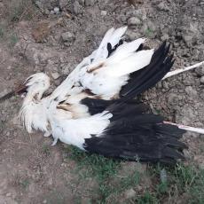 TUŽAN PRIZOR KOD ZRENJANINA: Divne ptice pronašli mrtve u polju, evo šta je uzrok pomora (FOTO)