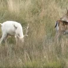 Tata, stani, vrati se, snimi belog jelena: Deca se oduševila (VIDEO)